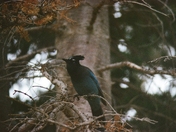 Uinta-Wasatch-Cache National Forest