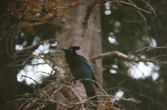 Uinta-Wasatch-Cache National Forest