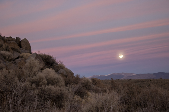 Toiyabe National Forest