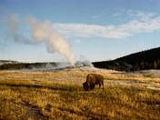 Yellowstone National Park