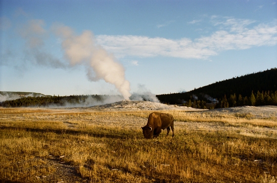 Yellowstone National Park