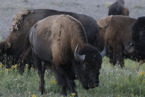 Yellowstone National Park