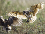 Badlands National Park