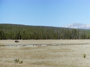 Yellowstone National Park