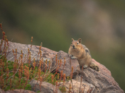 Goat Rocks Wilderness