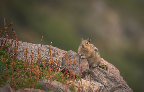 Goat Rocks Wilderness