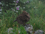 Olympic National Park