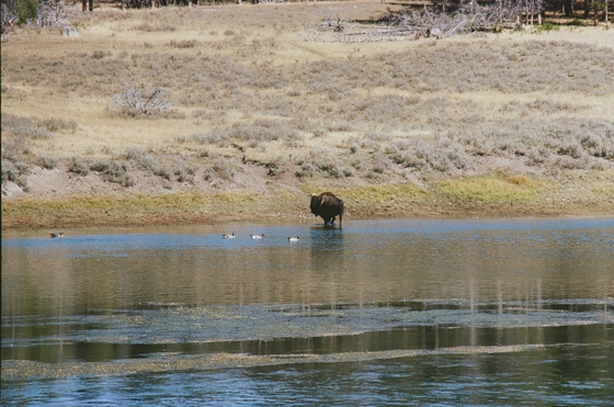 Yellowstone National Park