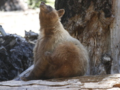 Sequoia National Park