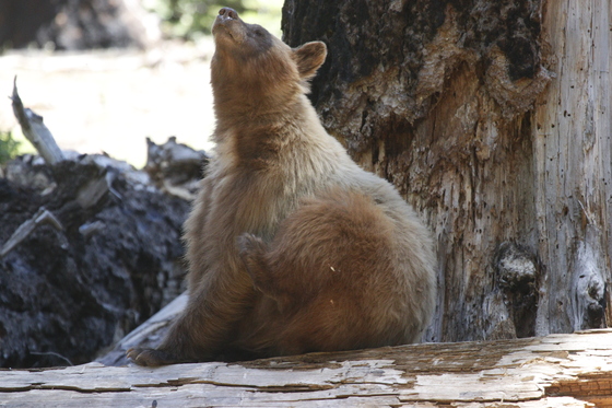 Sequoia National Park