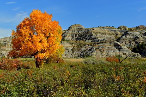  Theodore Roosevelt National Park