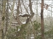 Chattahoochee-Oconee National Forest