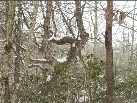 Chattahoochee-Oconee National Forest