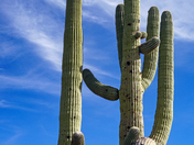 Saguaro National Park