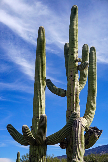 Saguaro National Park