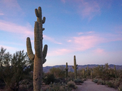 Saguaro National Park