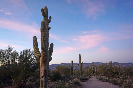 Saguaro National Park