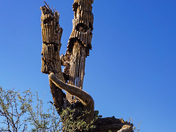 Saguaro National Park