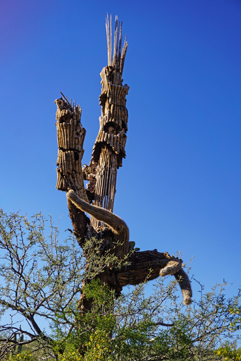 Saguaro National Park