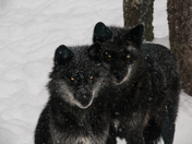 Wolves In The Snow