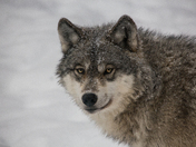 Winter Wolf