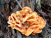 Kootenai National Forest