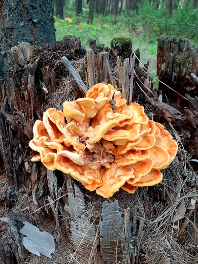 Kootenai National Forest