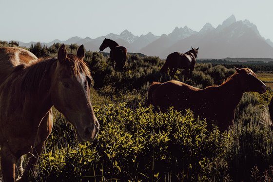 Grand Teton National Park
