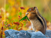 Mount Rainier National Park