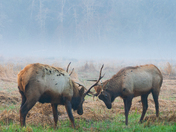 Redwood National and State Parks