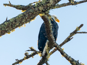 Olympic National Park
