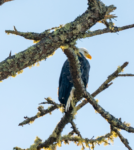 Olympic National Park