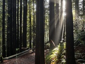 Redwood National and State Parks 