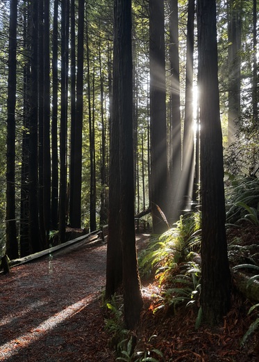 Redwood National and State Parks 