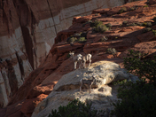 Capital Reef National Park 