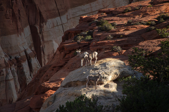 Capital Reef National Park 
