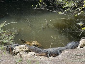 Big Cypress National Preserve