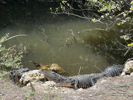 Big Cypress National Preserve