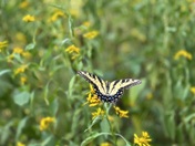 Cowpens National Battlefield 