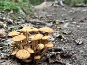 Cowpens National Battlefield 