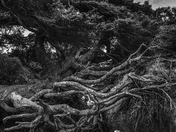 Olympic National Park