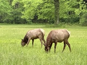 Great Smoky Mountains National Park 