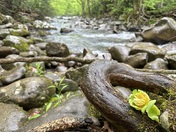 Great Smoky Mountains National Park 