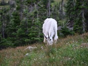 Glacier National Park