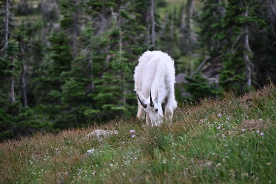 Glacier National Park