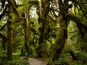 Olympic National Park