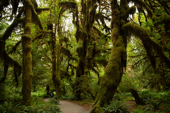 Olympic National Park