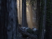 Yosemite National Park