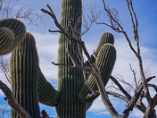 Saguaro National Park
