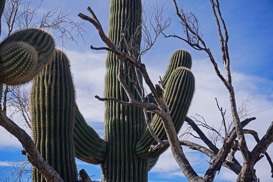 Saguaro National Park